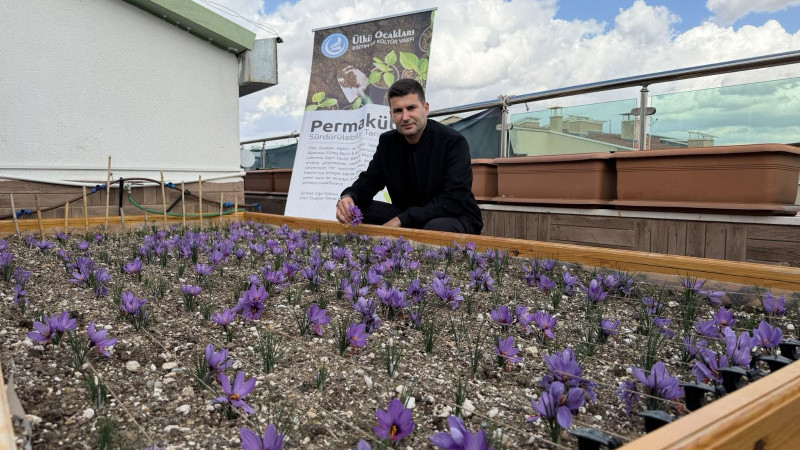ÜLKÜ OCAKLARI GENEL MERKEZİ’NİN TERASINDA SAFRAN HASADI!