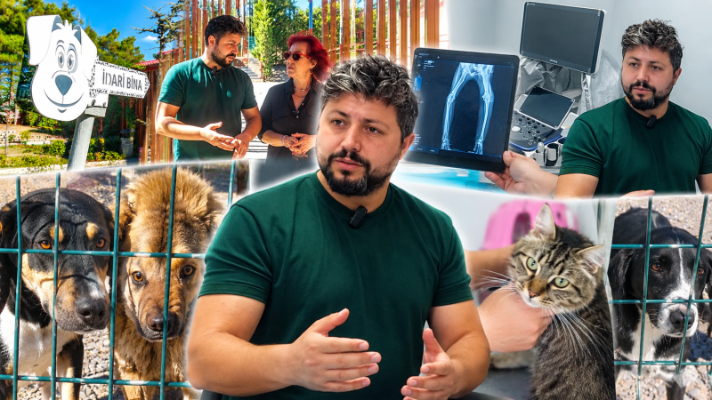 Pofuduk İyileşti! Tepeören’de Sahipsiz Canlar İçin Büyük Hizmet